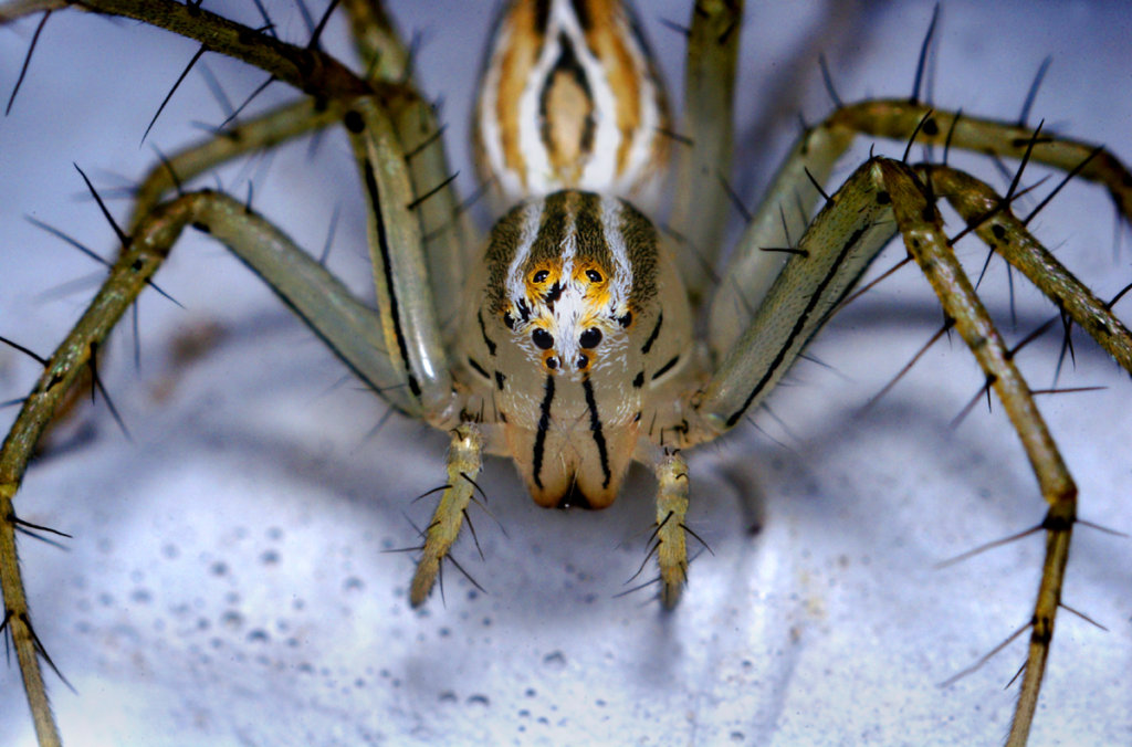 western lynx spider