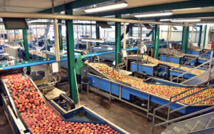 Fresh produce in a food processing facility