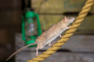 A brown rat sneaks up into a warehouse disturbing the supply chain