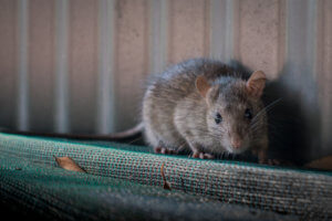 A rat sneaking into a warehouse facility