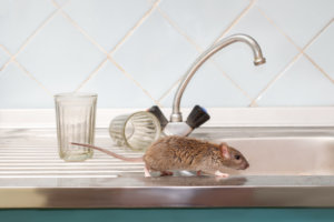 Rat crawling on the counter of a home