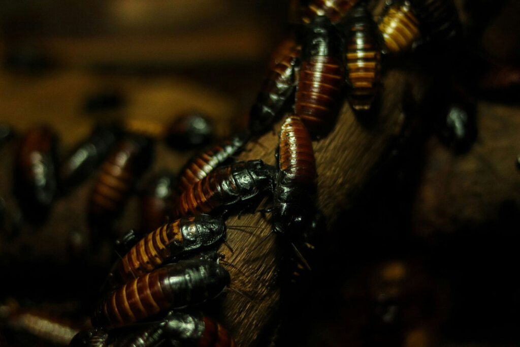When to Call a Pest Control Company Signs You Need Professional Help