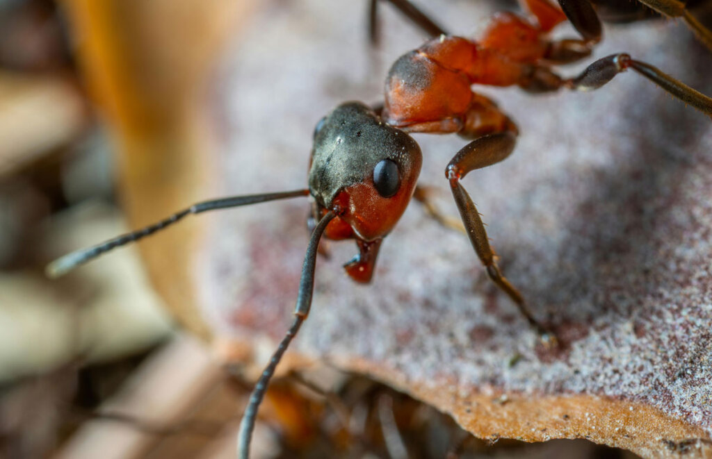 Why Do Ants Keep Coming Back? Hidden Causes & How to Stop Them