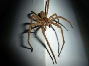 wolf spider