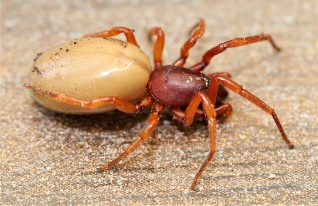 woodlouse spider