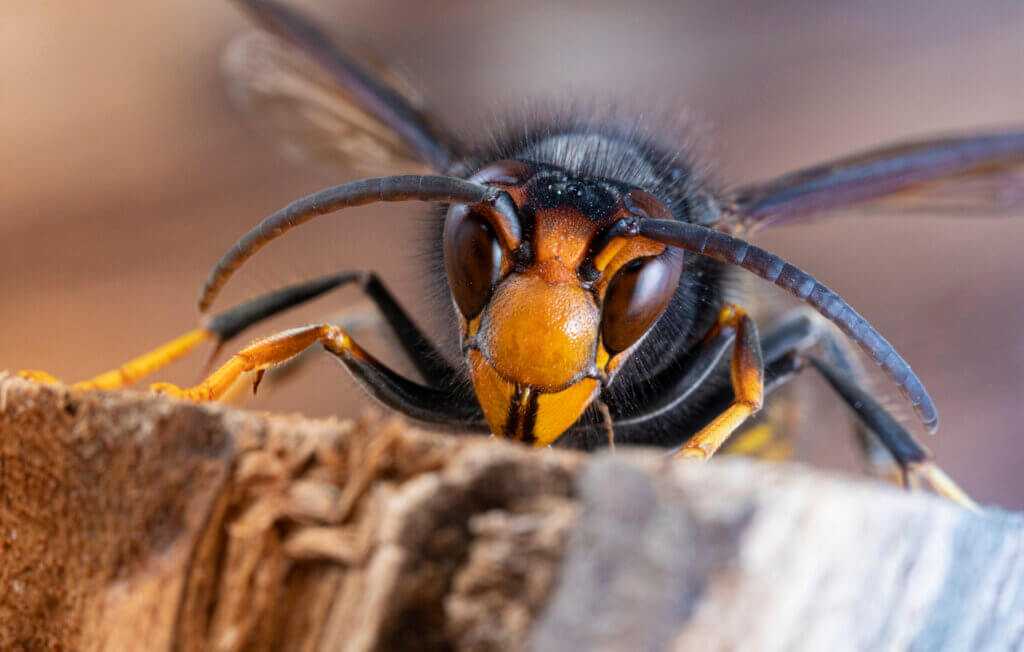 yellow legged hornet