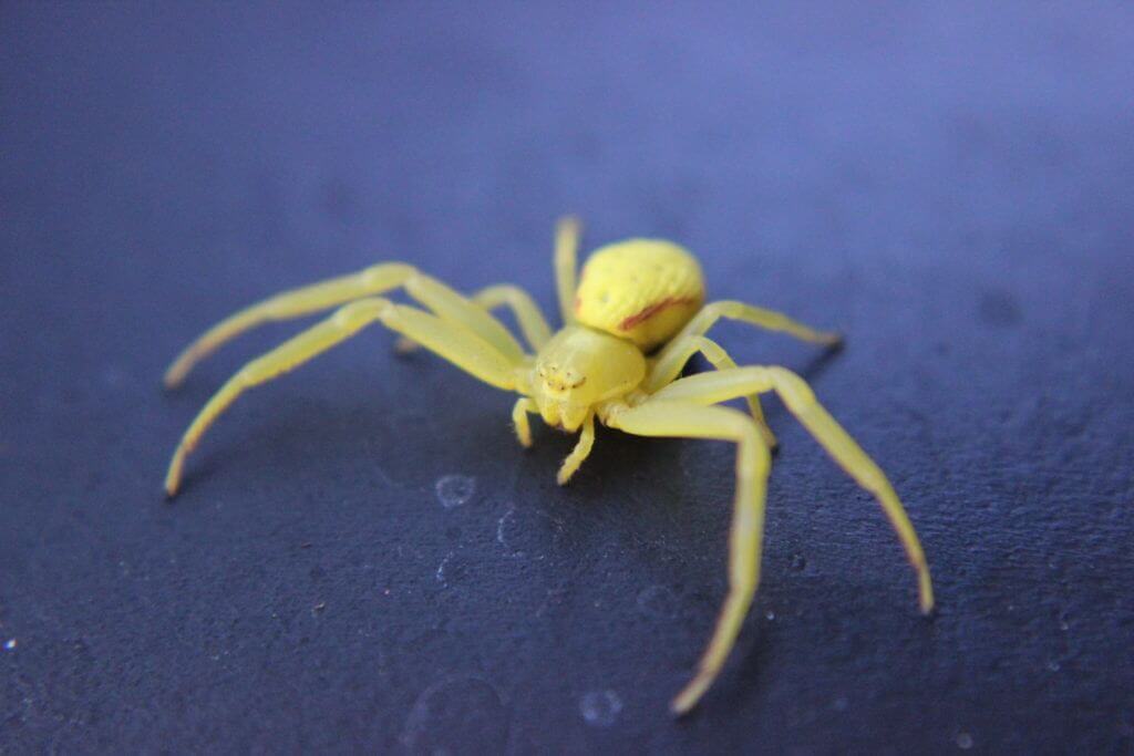 yellow sac spider