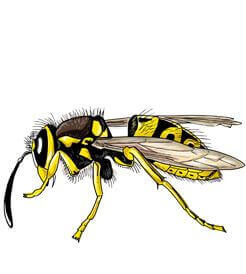 Pictures of Wasps: Photo Gallery with Images - Western Pest Services