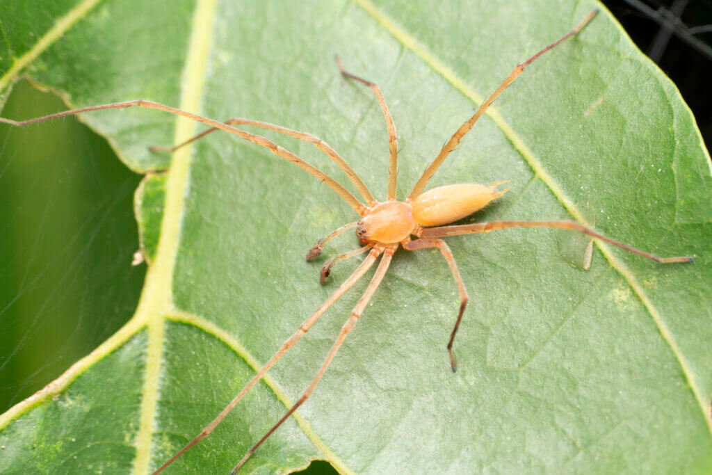 Male yellow sac spider, Cheiracanthium inclusum, Satara, Maharashtra, India