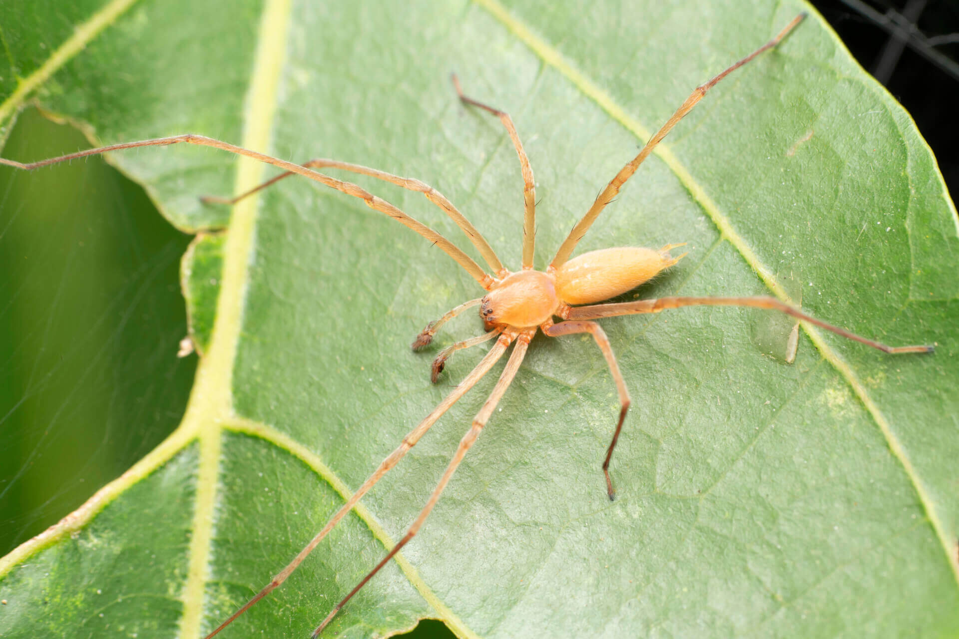 Sac spider discount