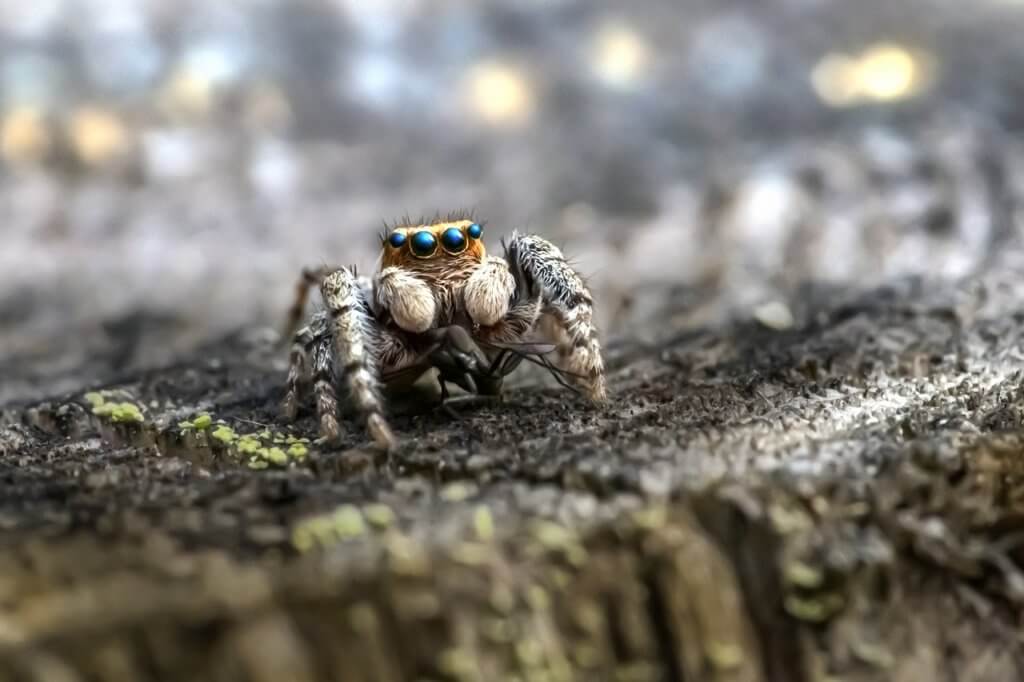 zebra jumping spider