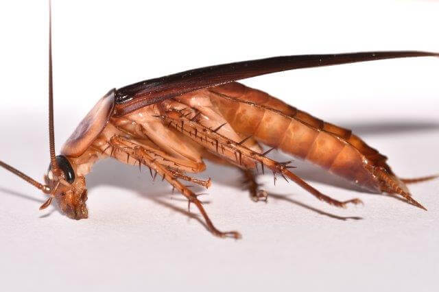 image of american cockroach legs and wings