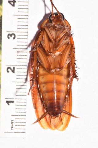 image of american cockroach underside with measuring tape