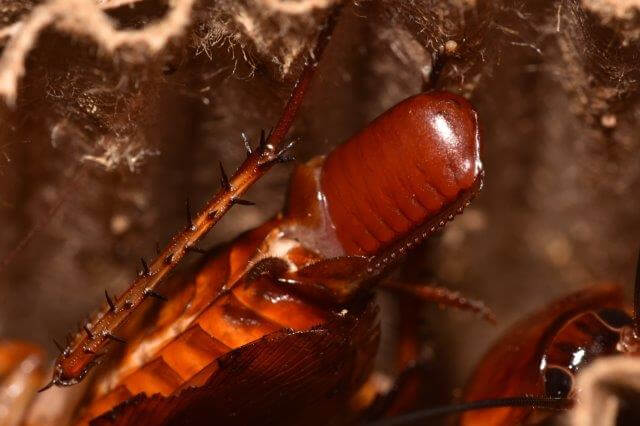 closeup photo of american cockroach carrying eggs