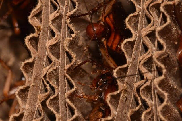 multiple american cockroaches inside cardboard structure