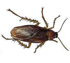 what do cockroaches look like what does a cockroach look like what does a roach look like