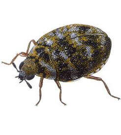 Where do carpet beetles lay eggs - Carpet Cleaning Force