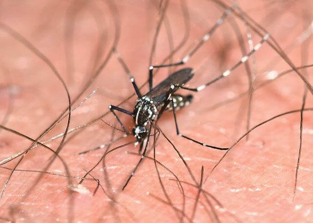 image of asian tiger mosquito