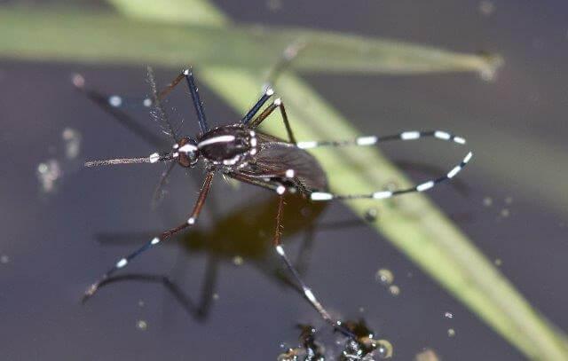 picture of asian tiger mosquito