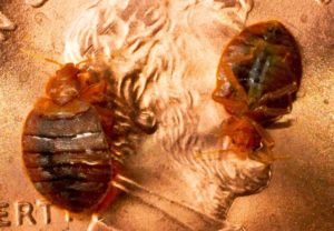 Picture of Two Bed Bugs on a Penny