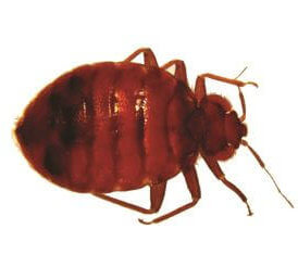 Picture of Bed Bug