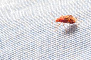 A bed bug on a piece of cloth.