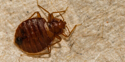 picture of a bed bug