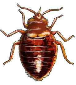 Illustration of Bed Bug