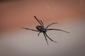 black widow spider