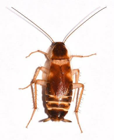 female brownbanded cockroach overhead picture