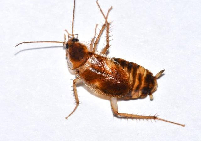 female brownbanded cockroach crawling