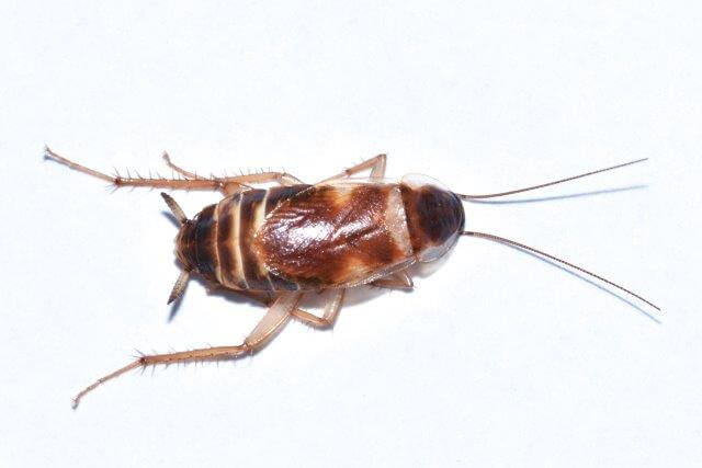 image of female brownbanded cockroach - top side view
