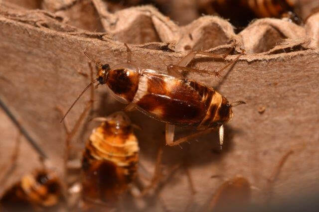 picture of several female brownbanded cockroaches