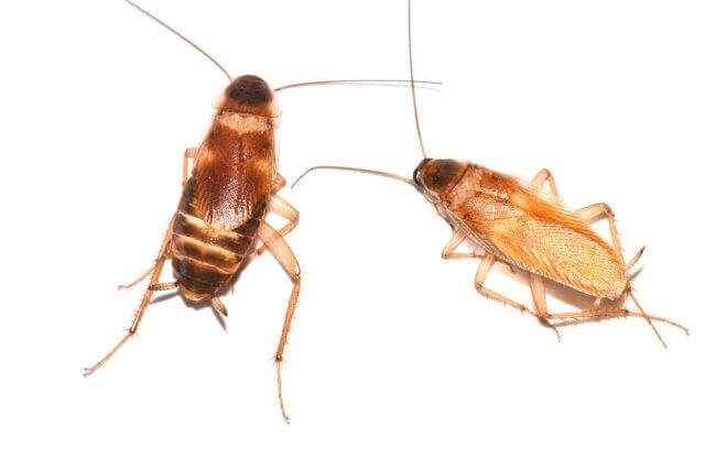 photo of female and male brownbanded cockroaches