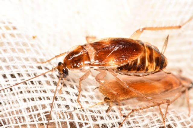 image of female on top of male brownbanded cockroach