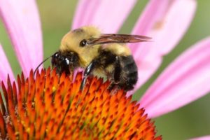 Bumble Bee on Flower