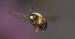 Bumble Bee Flying