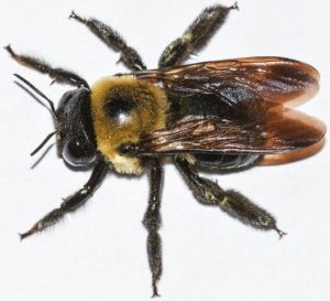Up Close Picture of Carpenter Bee