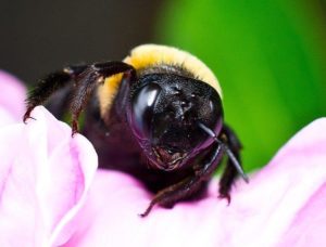 Carpenter Bee on Flower