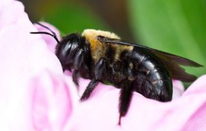 Carpenter Bee on Flower