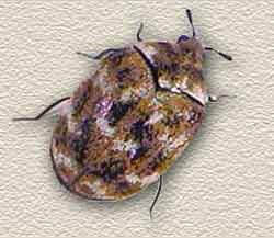 Close Up Picture of Carpet Beetle