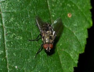 Picture of Cluster Fly on Leaf