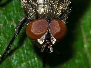 Close Up Image of Cluster Fly on Leaf