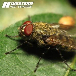 Picture of Cluster Fly on Leaf