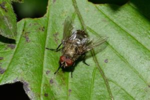 Picture of Cluster Fly on Leaf