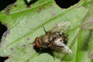 Picture of Cluster Fly on Leaf