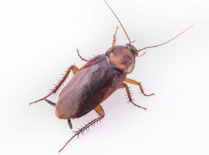 Cockroach's Life Cycle - Egg, Baby, and Adult Stages