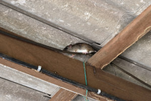 rat moving across wire above roof rafters
