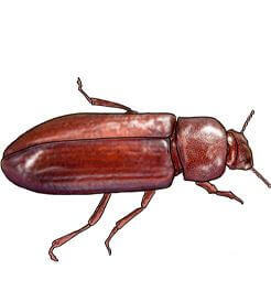 Illustration of Confused Flour Beetle