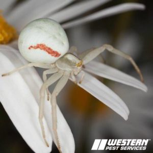 Picture of Crab Spider on a Flower